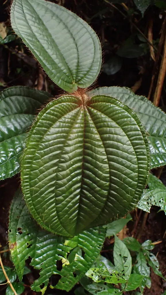 Miconia Formicosetosa
