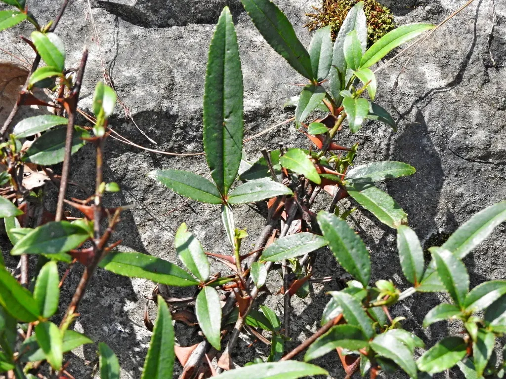 Zanthoxylum Acanthopodium