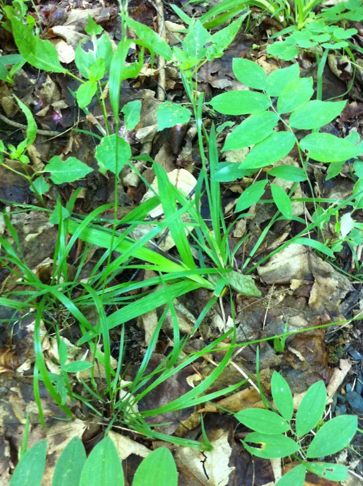 Sideroxylon Marginatum