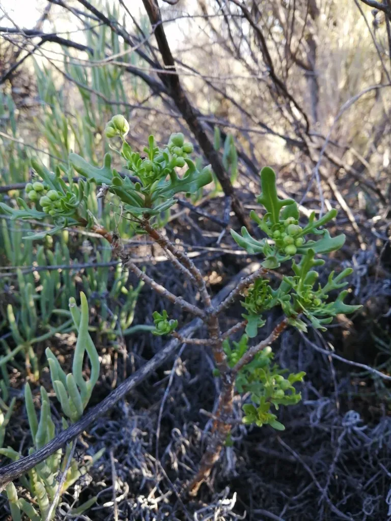 Broken Babooncabbage