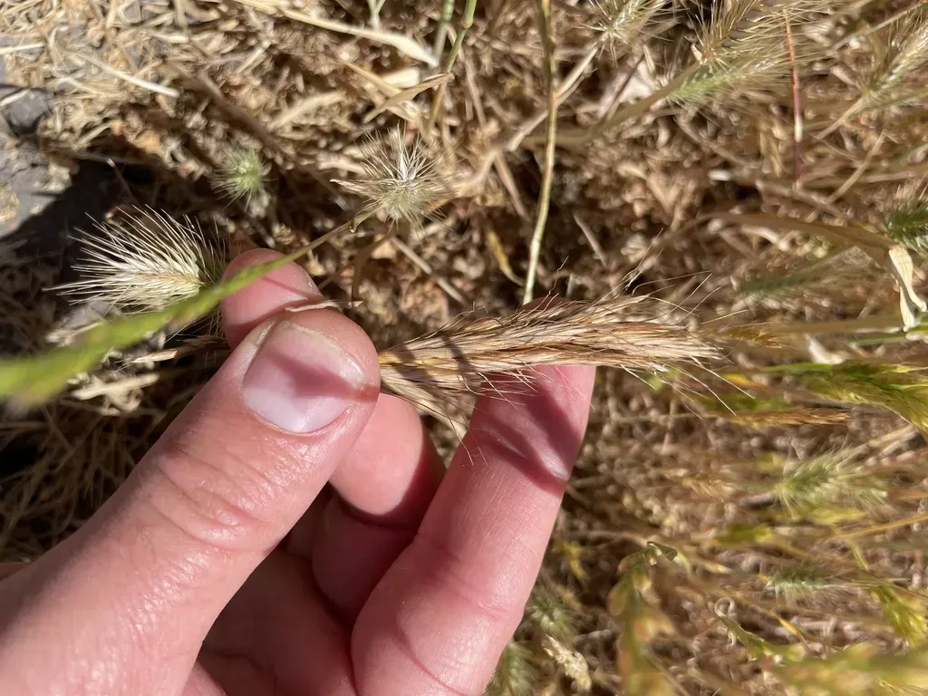 Weedy Brome