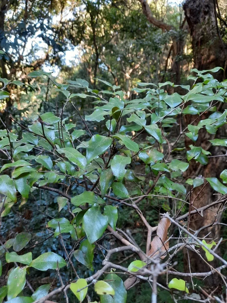 Gossia Acmenoides