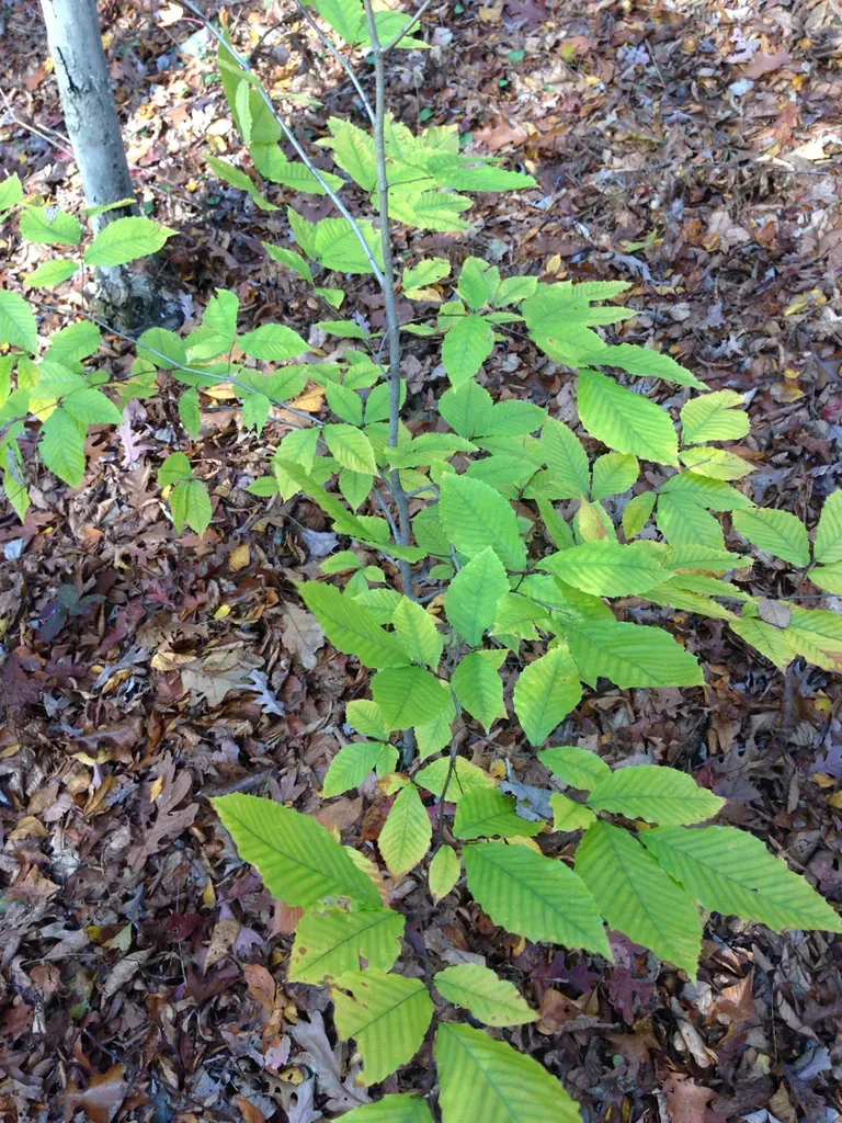 American Beech