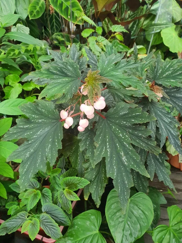 Begonia Aconitifolia