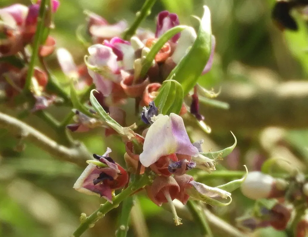 Lonchocarpus Guatemalensis
