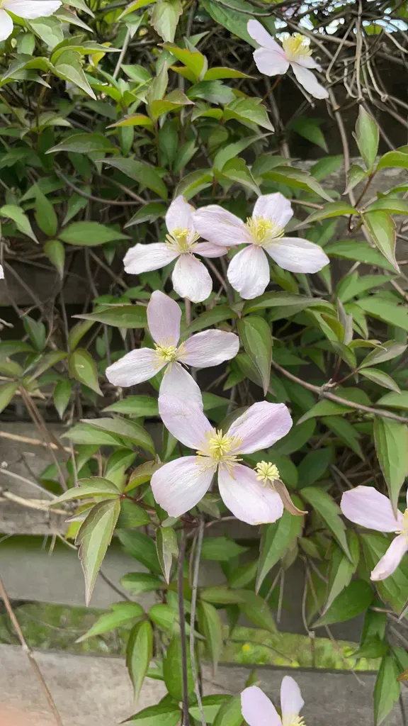 Mountain Clematis
