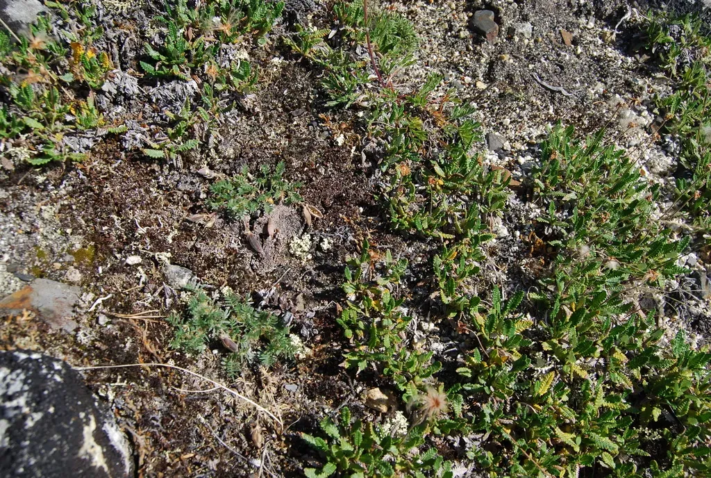 Oxytropis Susumanica