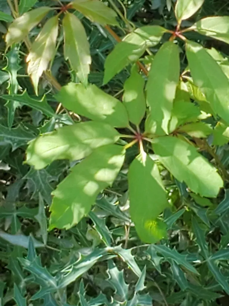 Sevenleaf Creeper