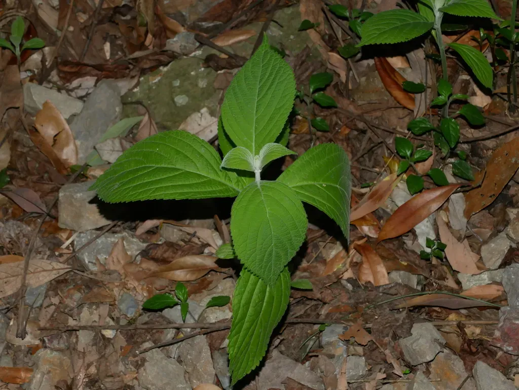Comanthosphace Formosana