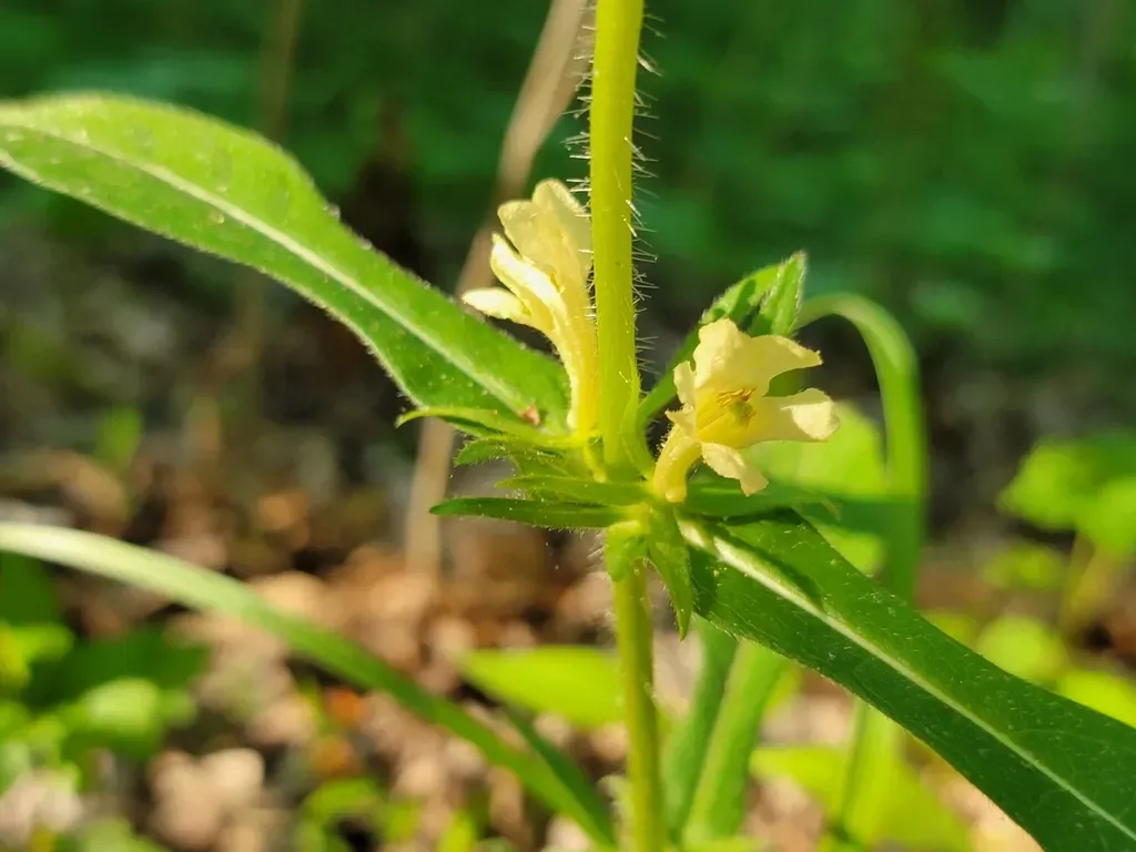 Yellow Horse-gentian