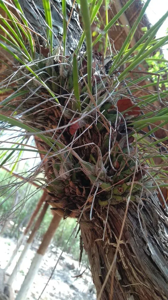 Threadstemmed Encyclia