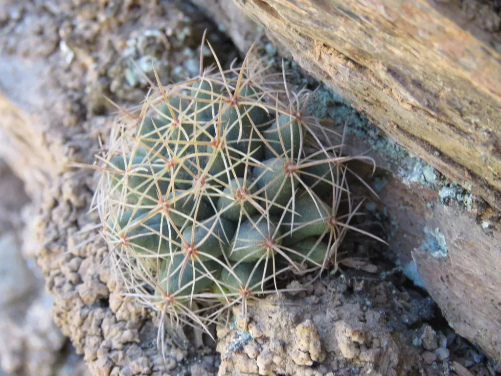 Long Nipple Cactus