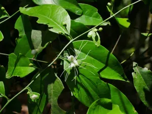 Capparis Sabiifolia