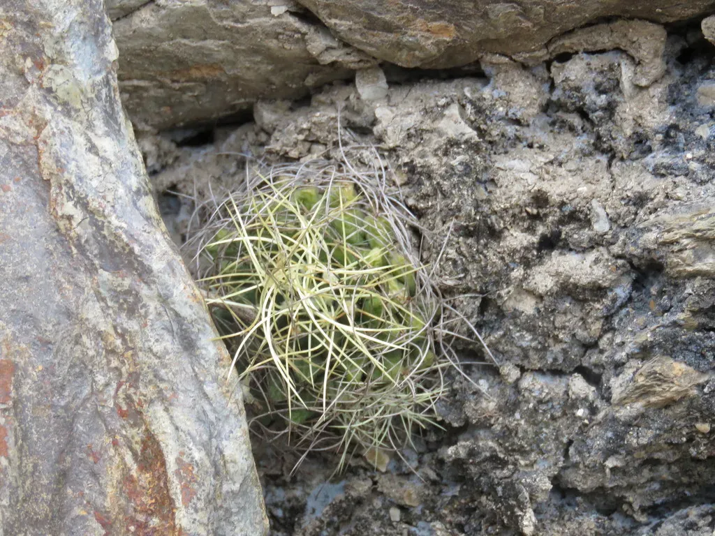 Bird's Nest Cactus