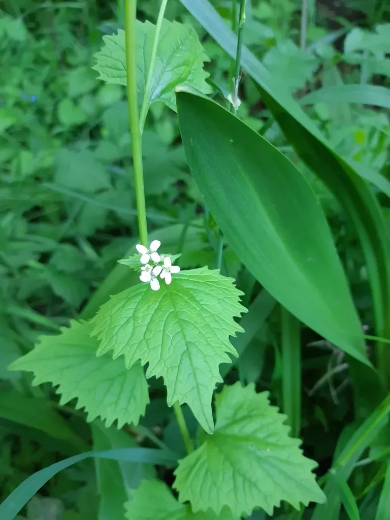 Garlic Mustard