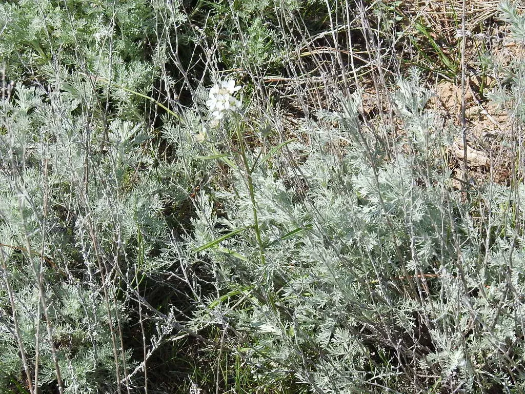 Erysimum Leucanthemum