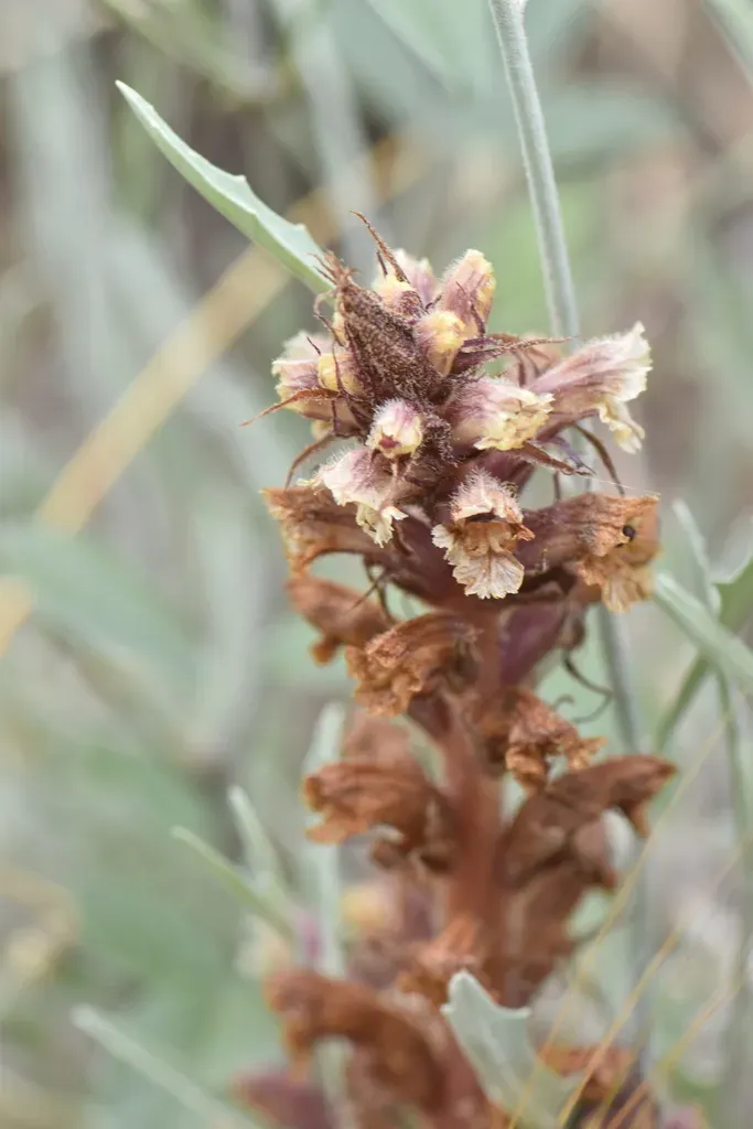 Orobanche Calendulae
