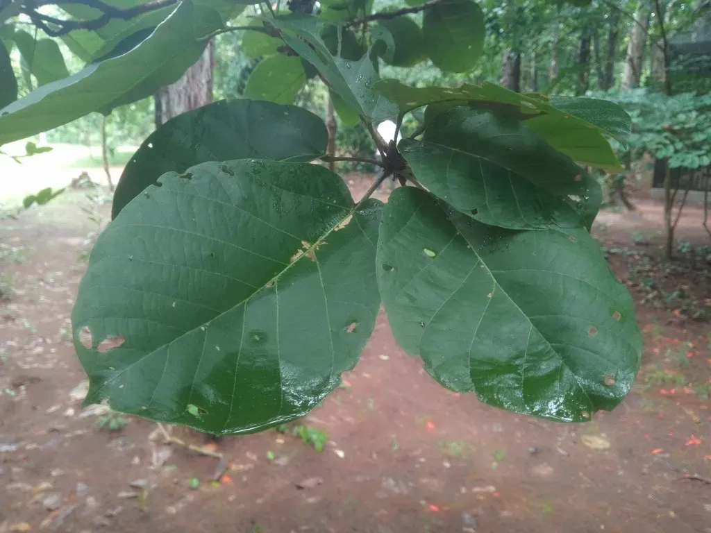 Sterculia Tragacantha
