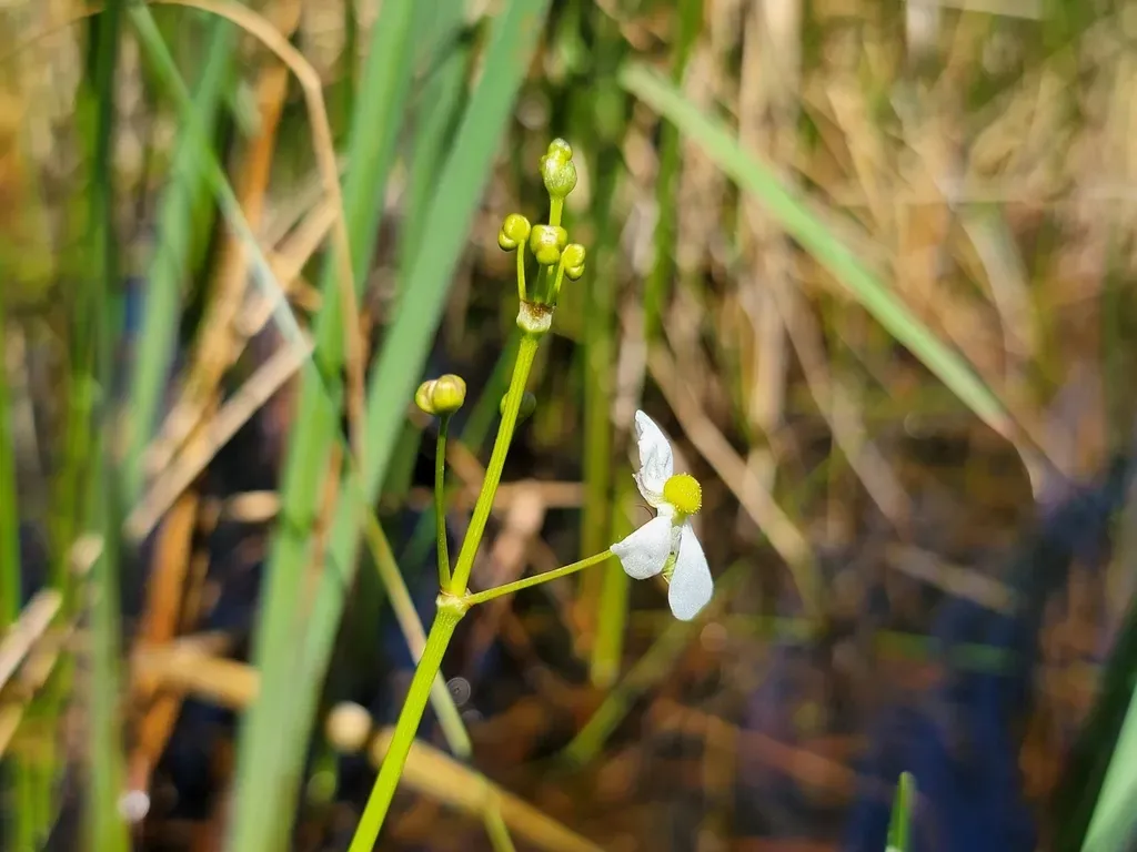 Grass-leaved Arrowhead