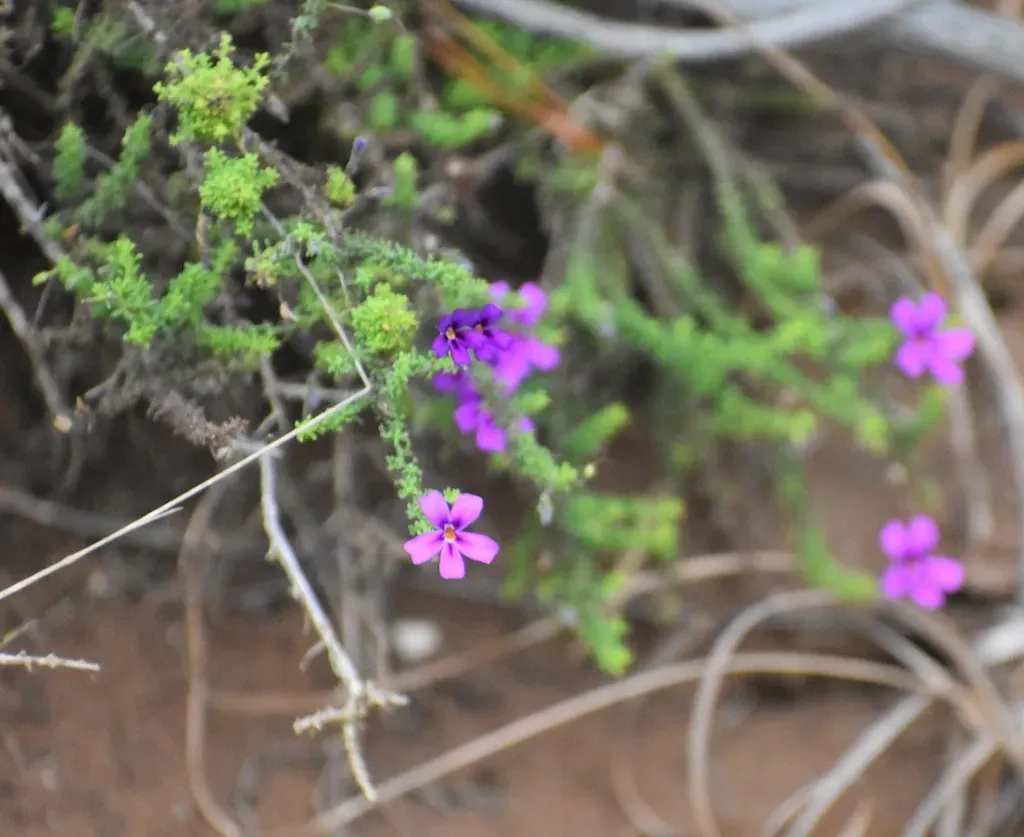 Jamesbrittenia Tenuifolia