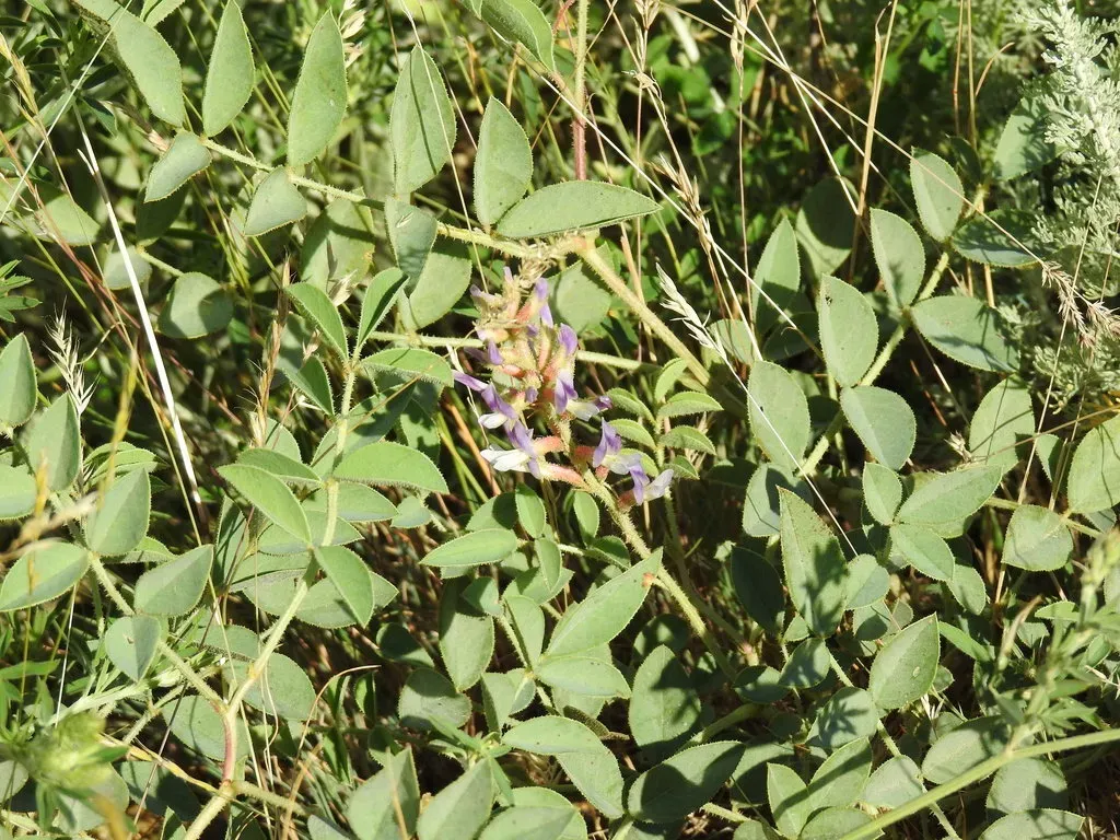 Glycyrrhiza Aspera