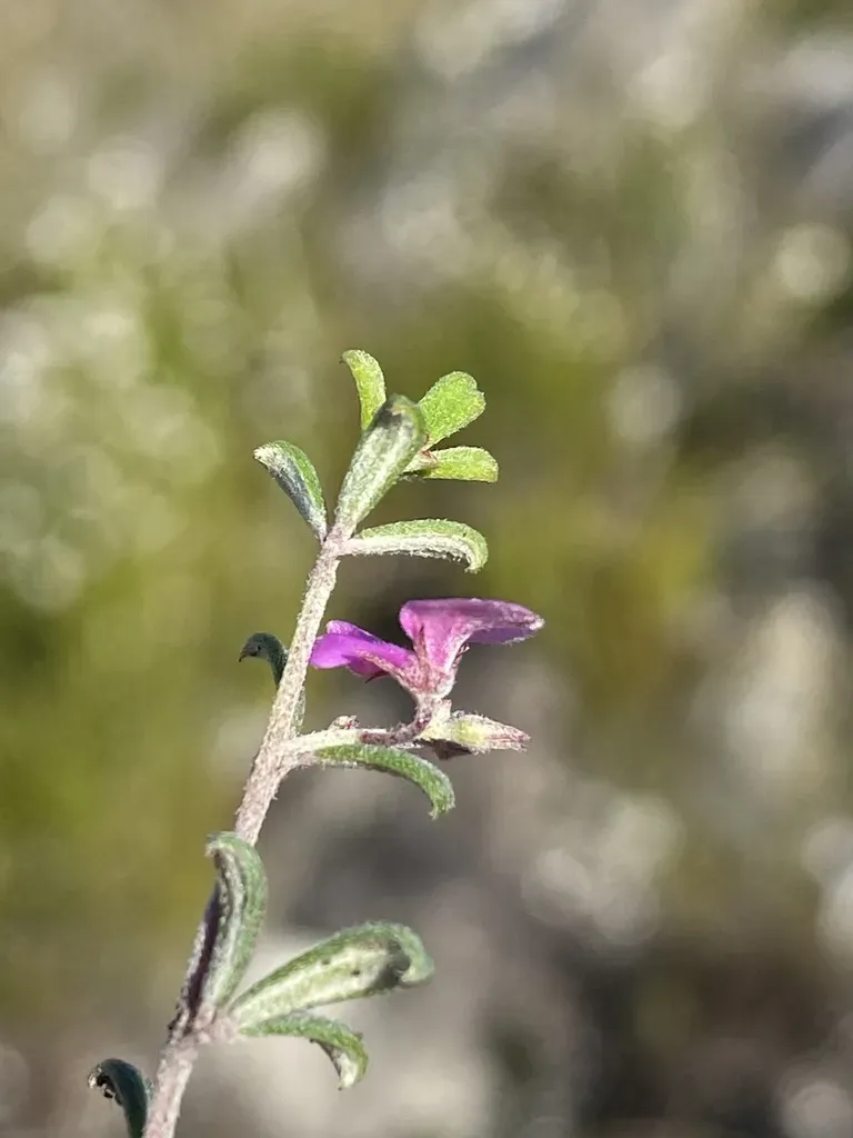 Indigofera Outrampsii Ms