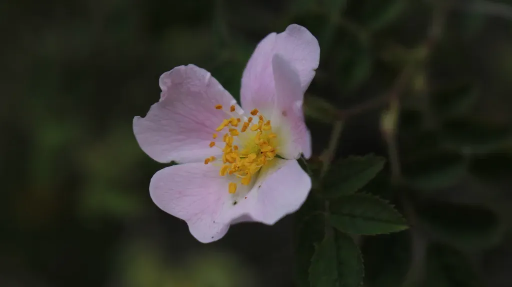 Rosa Pouzinii