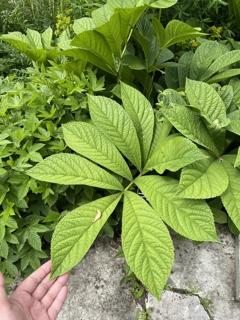 Chinese Rodgersia
