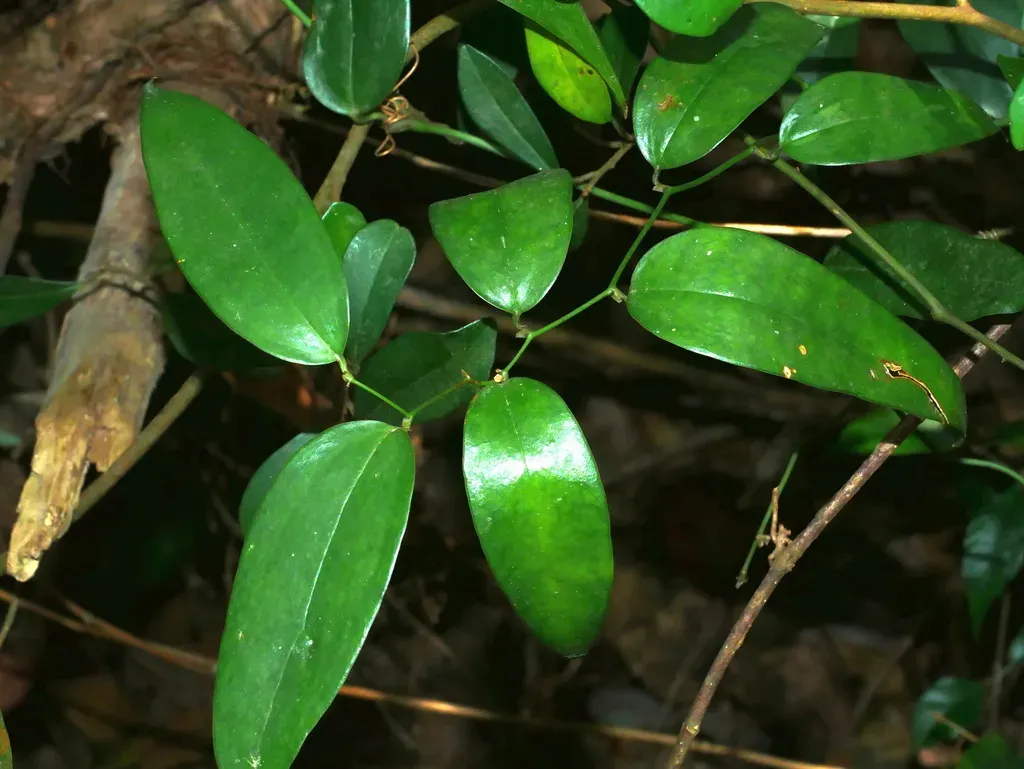Smilax Arisanensis