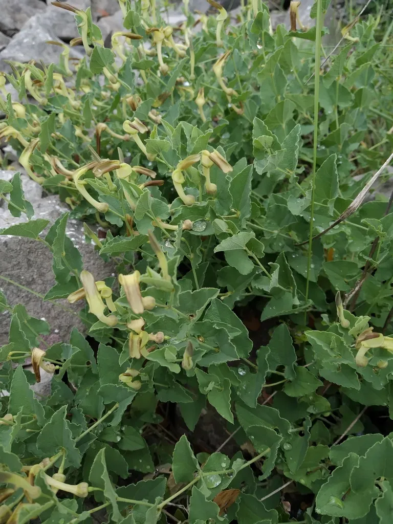 Pistol-shaped Birthwort