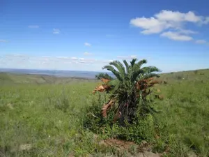 Suurberg Cycad