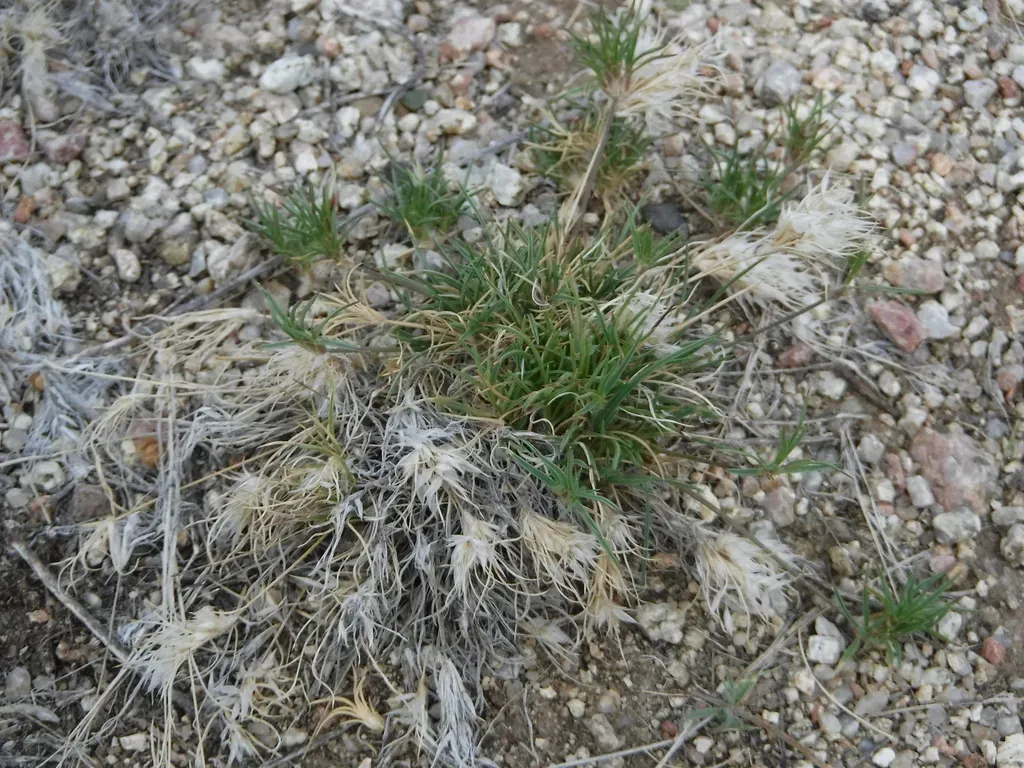 Desert Fluffgrass