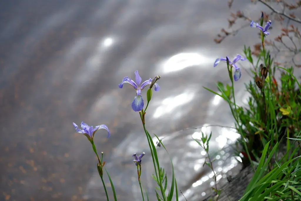 Slender Blue Iris