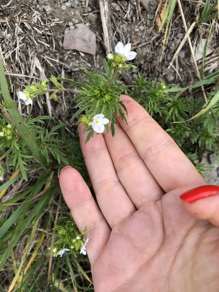 Veronica Caucasica