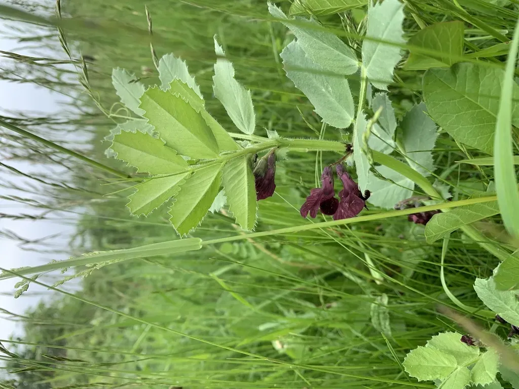 Vicia Serratifolia
