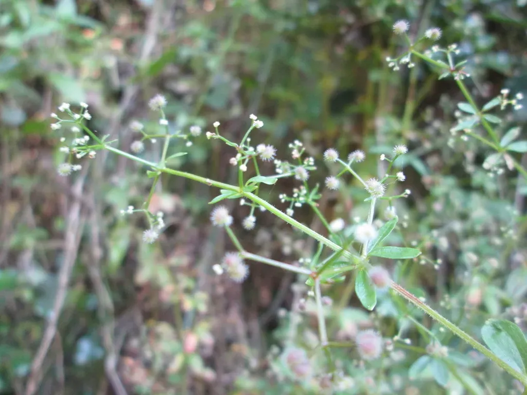 Galium Thunbergianum