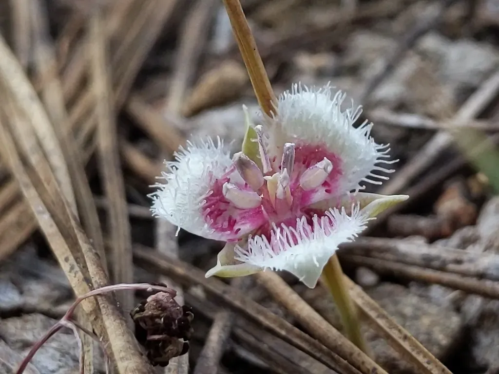 Elegant Mariposa Lily