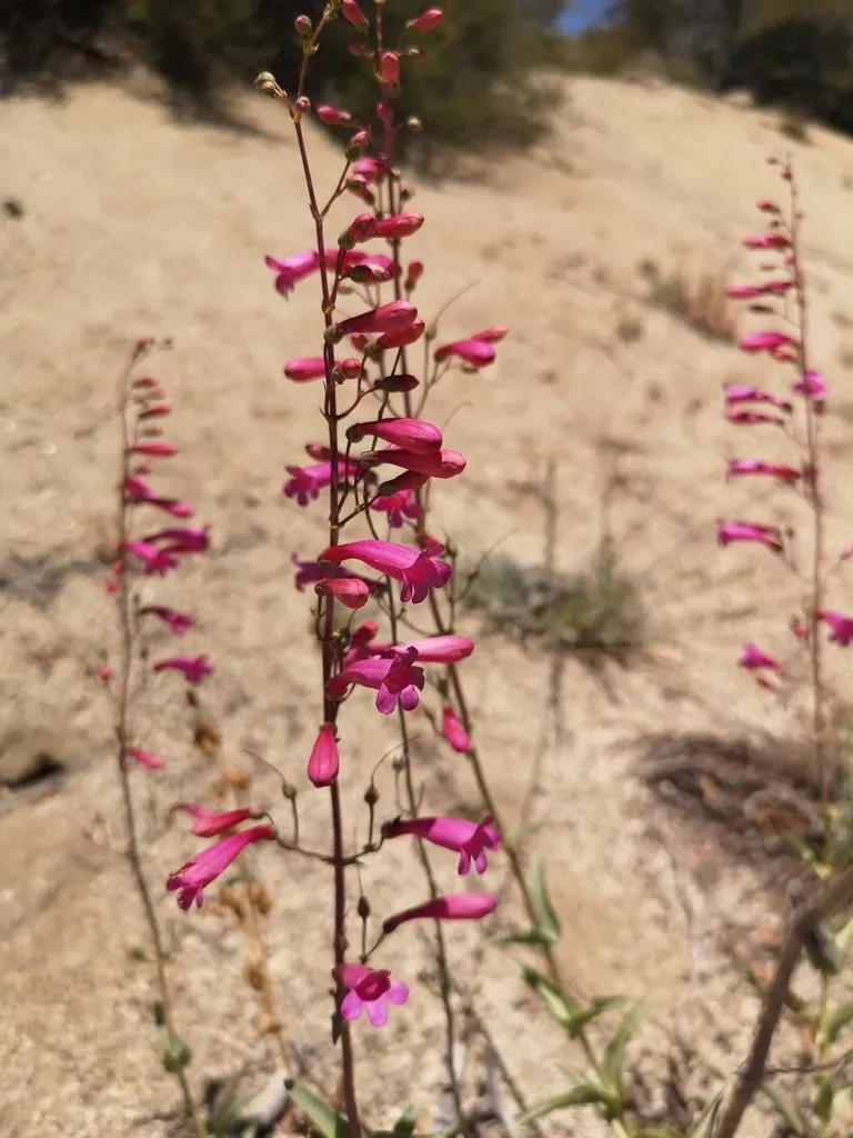 Parish's Penstemon