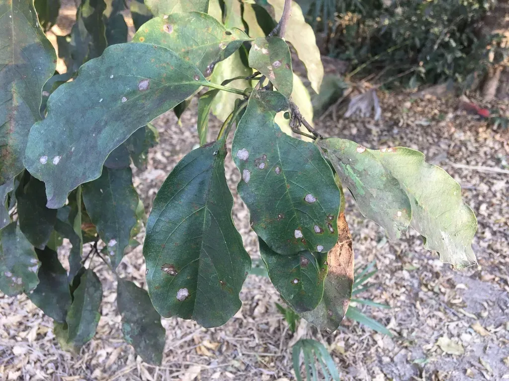 Gallesia Integrifolia