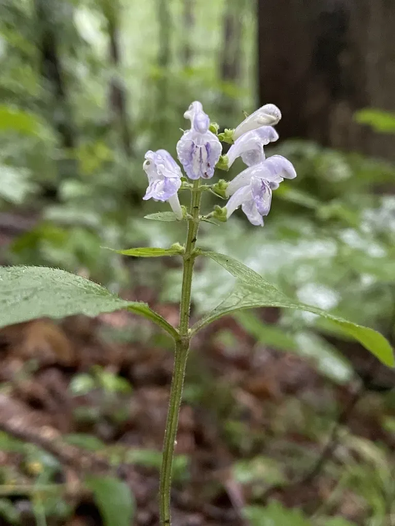 Hairy Skullcap