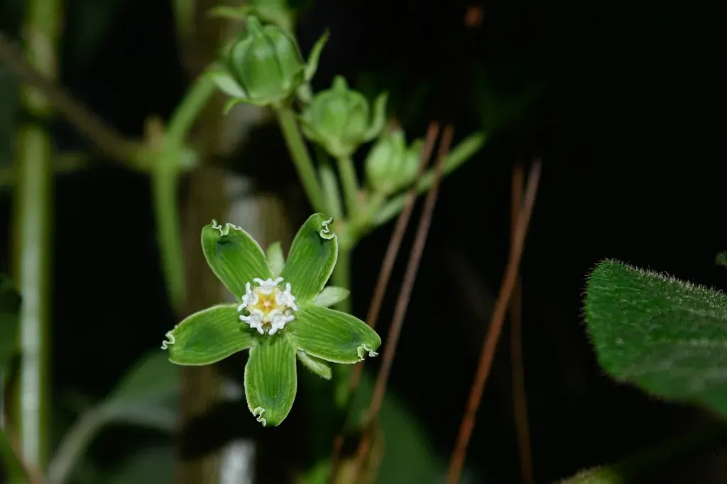 Gonolobus Stenosepalus