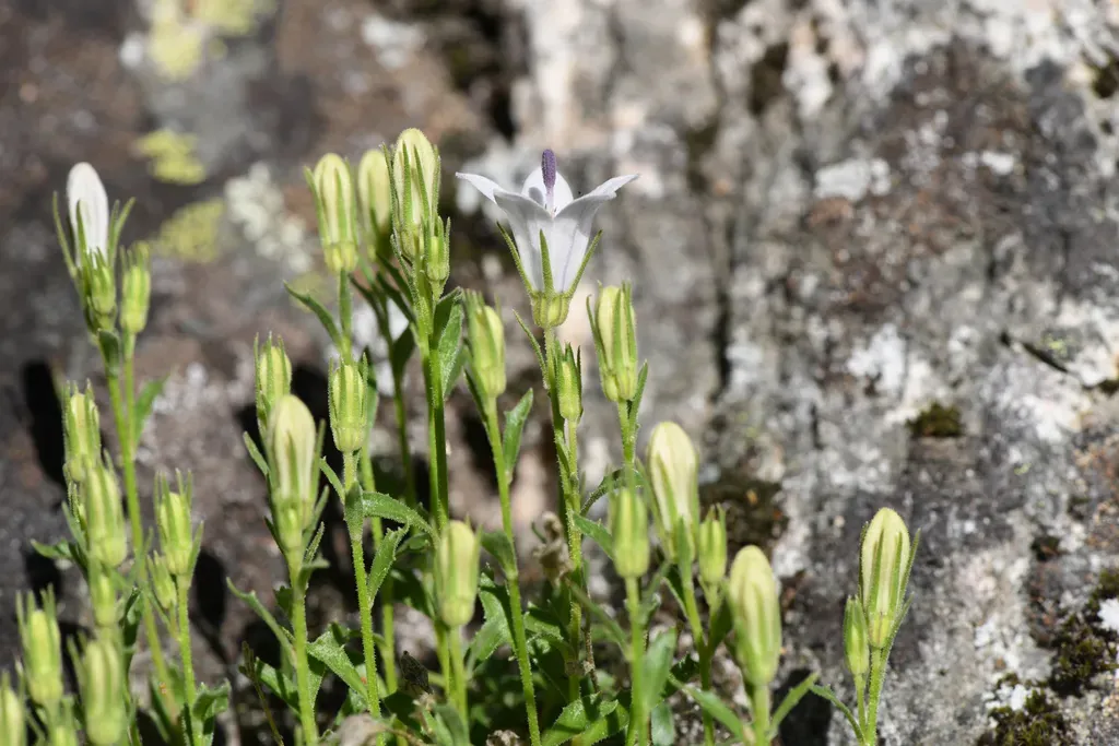 Castle Crags Harebell