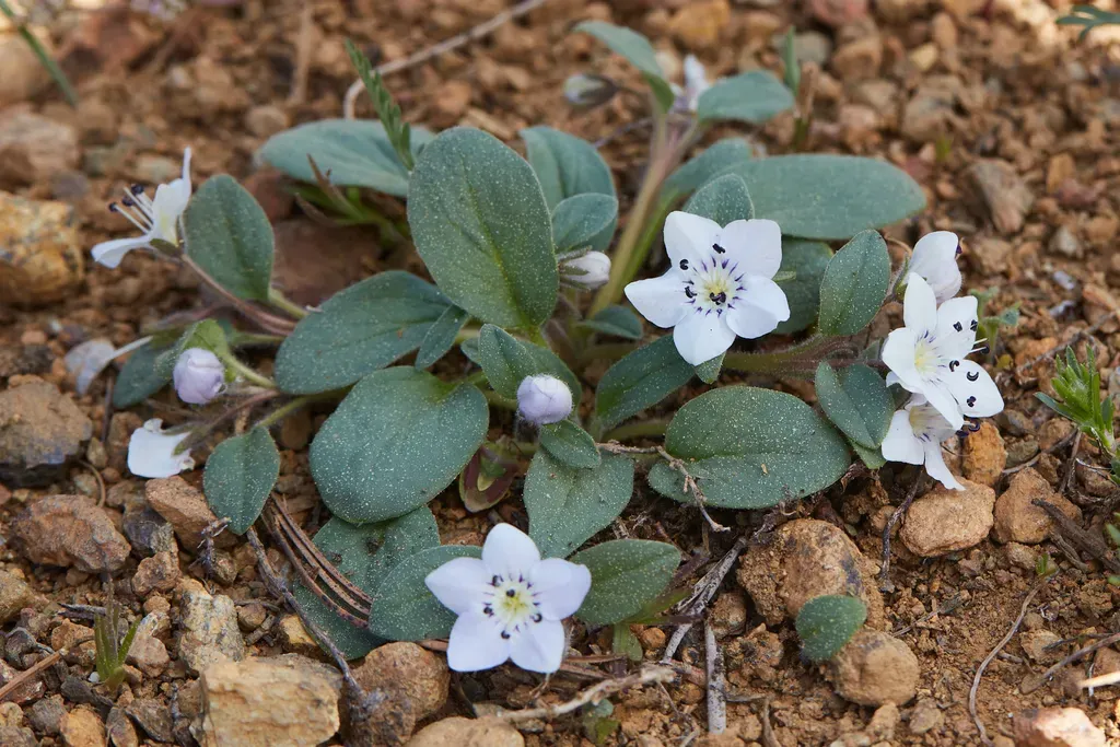 Scott Mountain Phacelia
