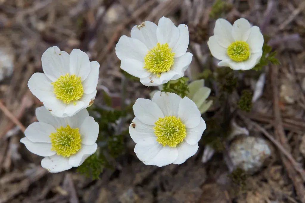 Drummond's Anemone