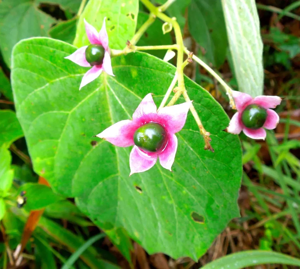Clerodendrum Villosum