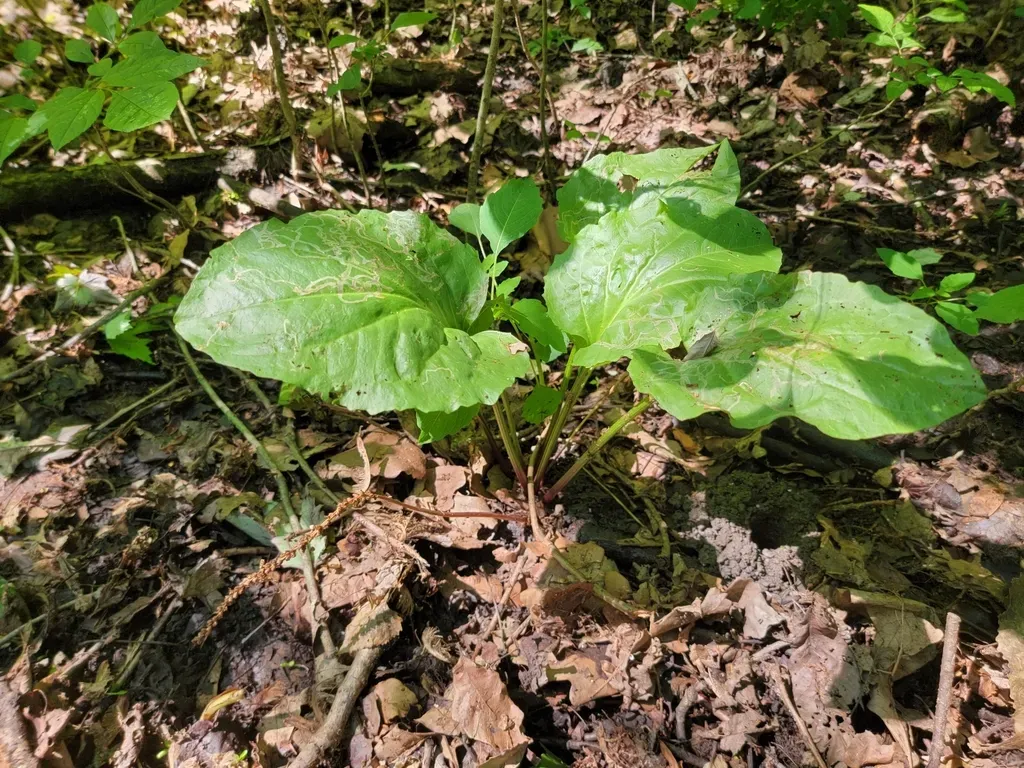 Heartleaf Plantain