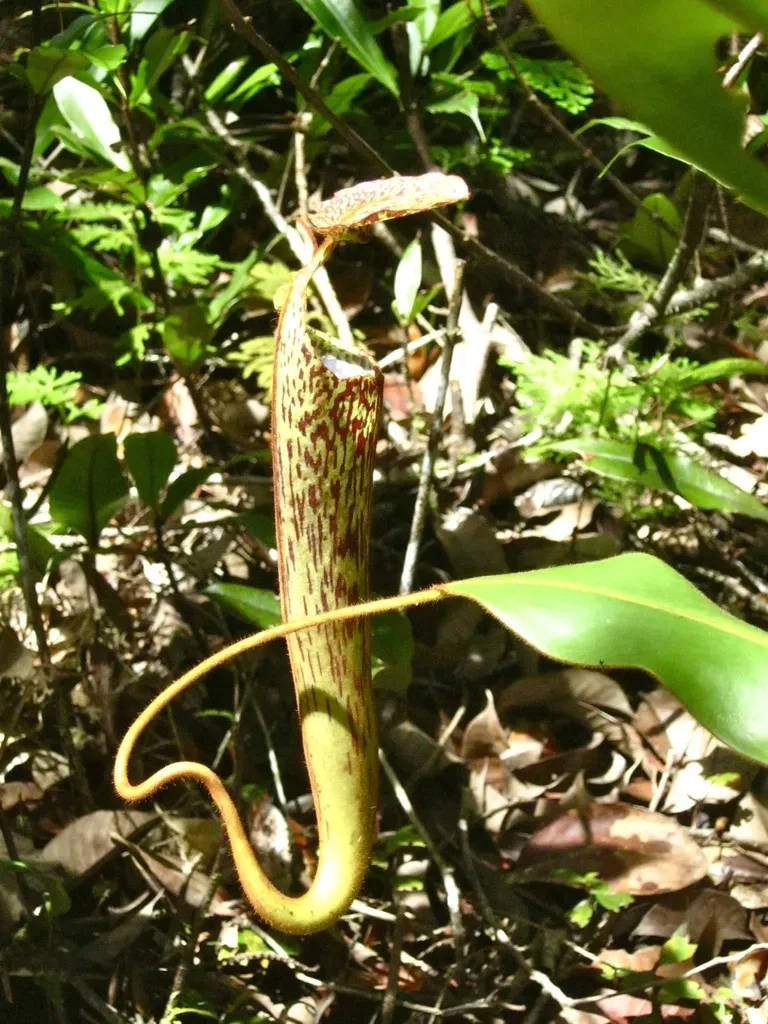 Nepenthes Stenophylla