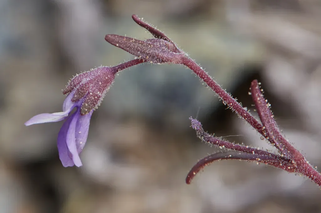 Sticky Blue-eyed Mary
