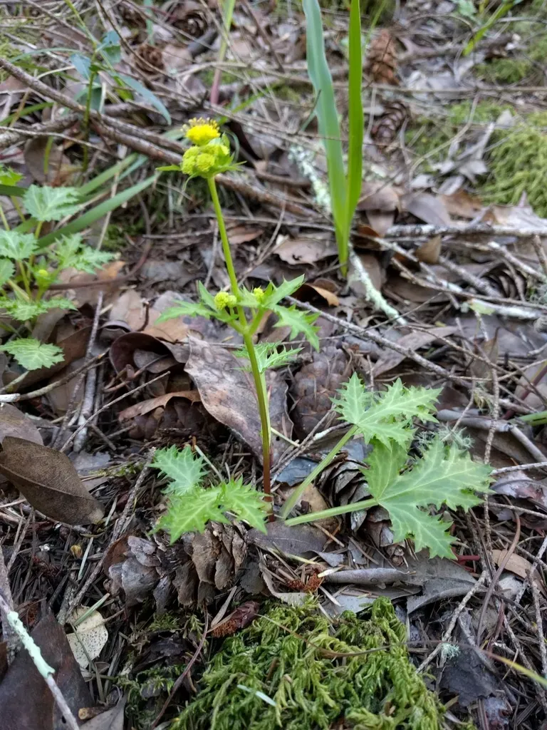 Coastal Blacksnakeroot
