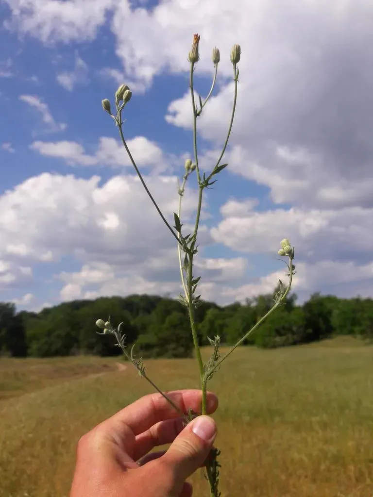 Stinking Hawk's-beard